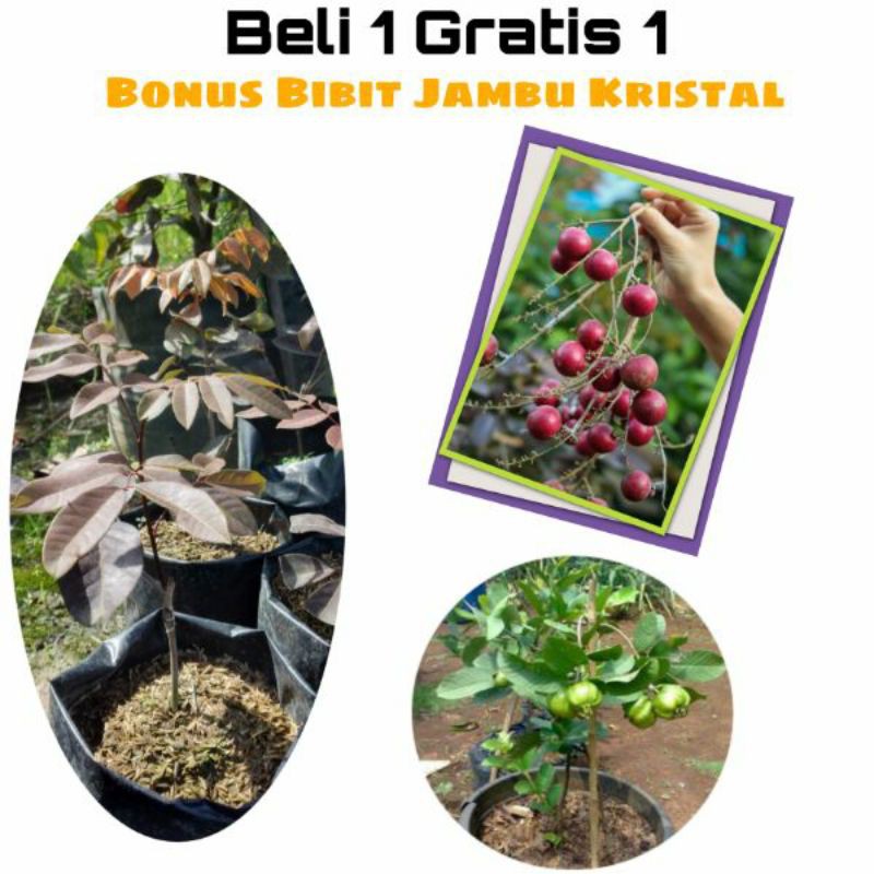 Paket Komplit Bibit Kelengkeng Merah Beli 1 Gratis 1 Bonus Bibit Jambu Kristal Jambu Biji Non Biji