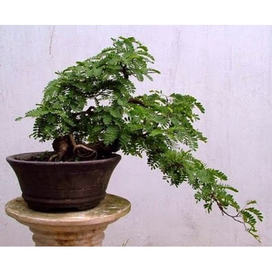 Biji ASAM BONSAI [isi-3] Biji Bibit Asem Jawa