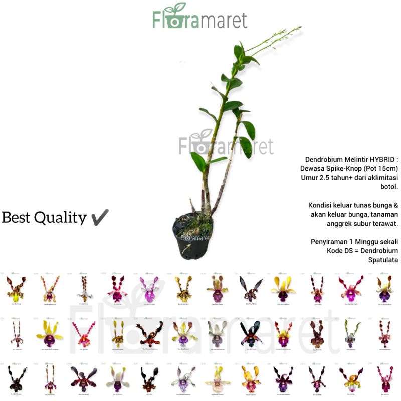 Anggrek dendrobium melintir dewasa spike knop - Anggrek dendrobium melintir hybrid spike knop terlar