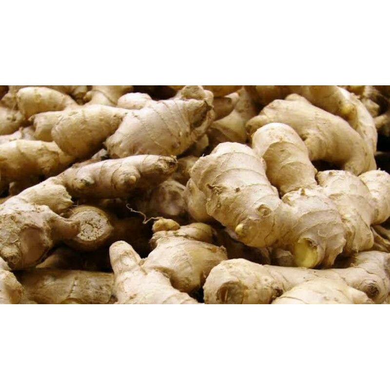 

jahe gajah putih 1 kg