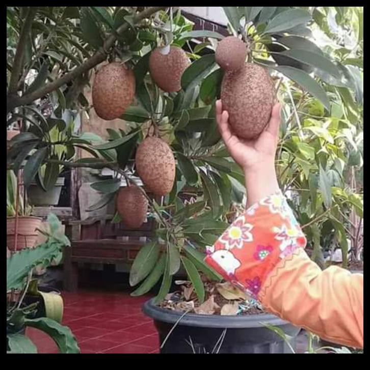 BIBIT POHON BUAH SAWO JUMBO THAILAND BESAR MANIS