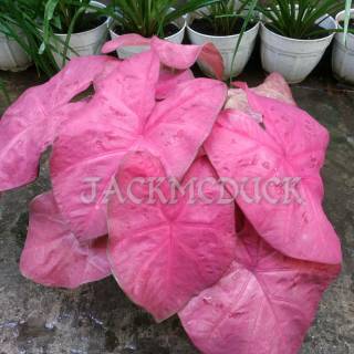 Tanaman Hias Keladi Merah Langka - Caladium SP Hias Daun ...