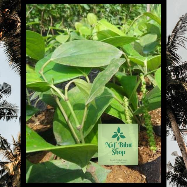 Bibit tanaman Mrica/Lada Perdu_Bibit Siap Tanam