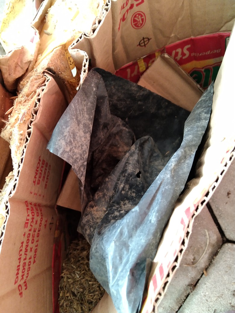 Bibit Strawberry Jumbo Bibit Strawberry California Siap Berbuah