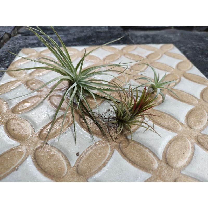 Tillandsia paket 9