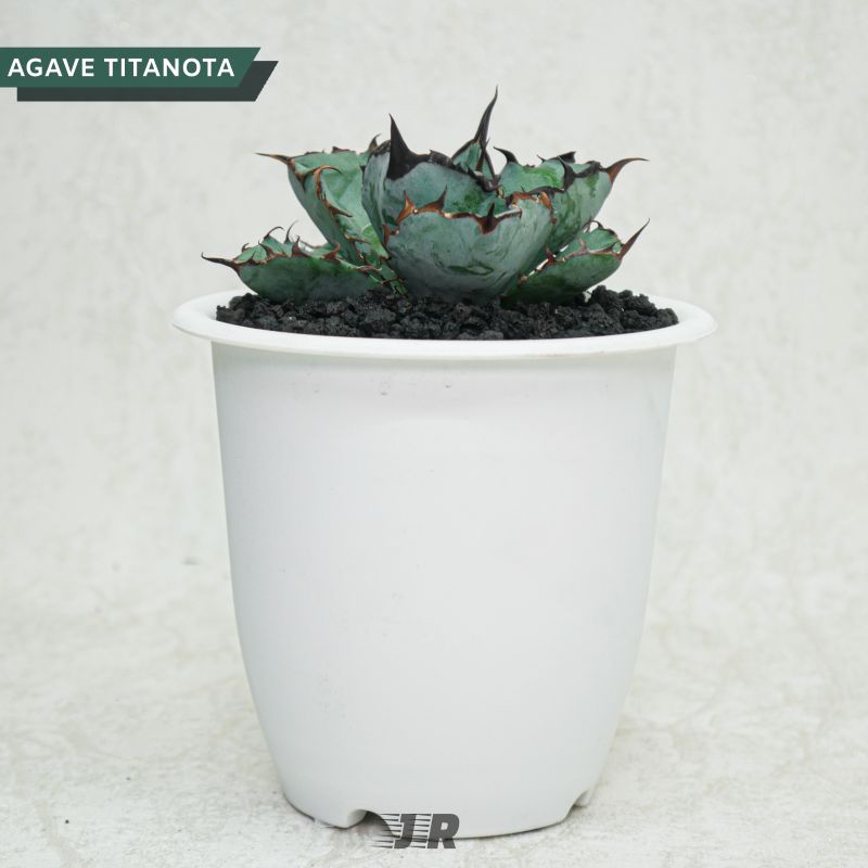 Agave Titanota Blue Ball