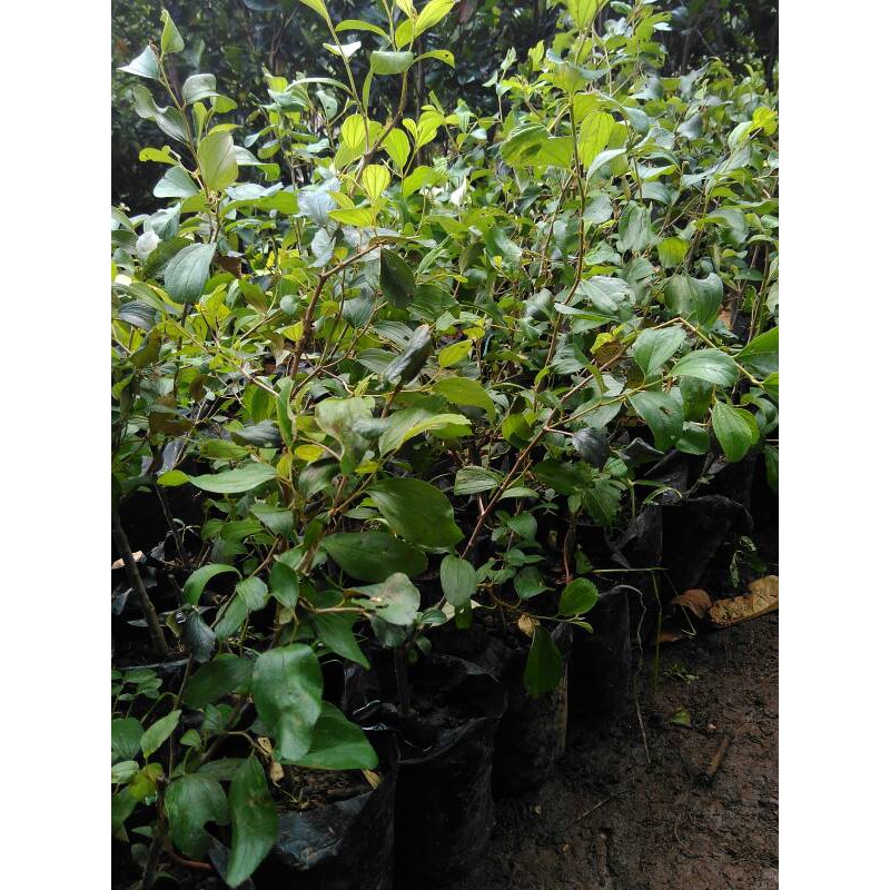 Bibit Tanaman Buah Apel Futsa India / Putsa-2