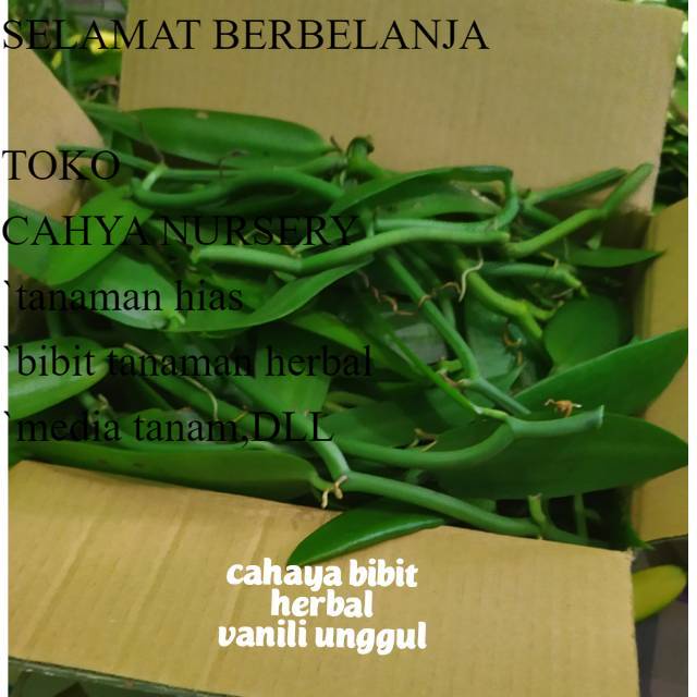 PROMO Bibit vanili 3 ruas 30cm cutting vanilla panili panila paneli vania 1 2 siap tanam