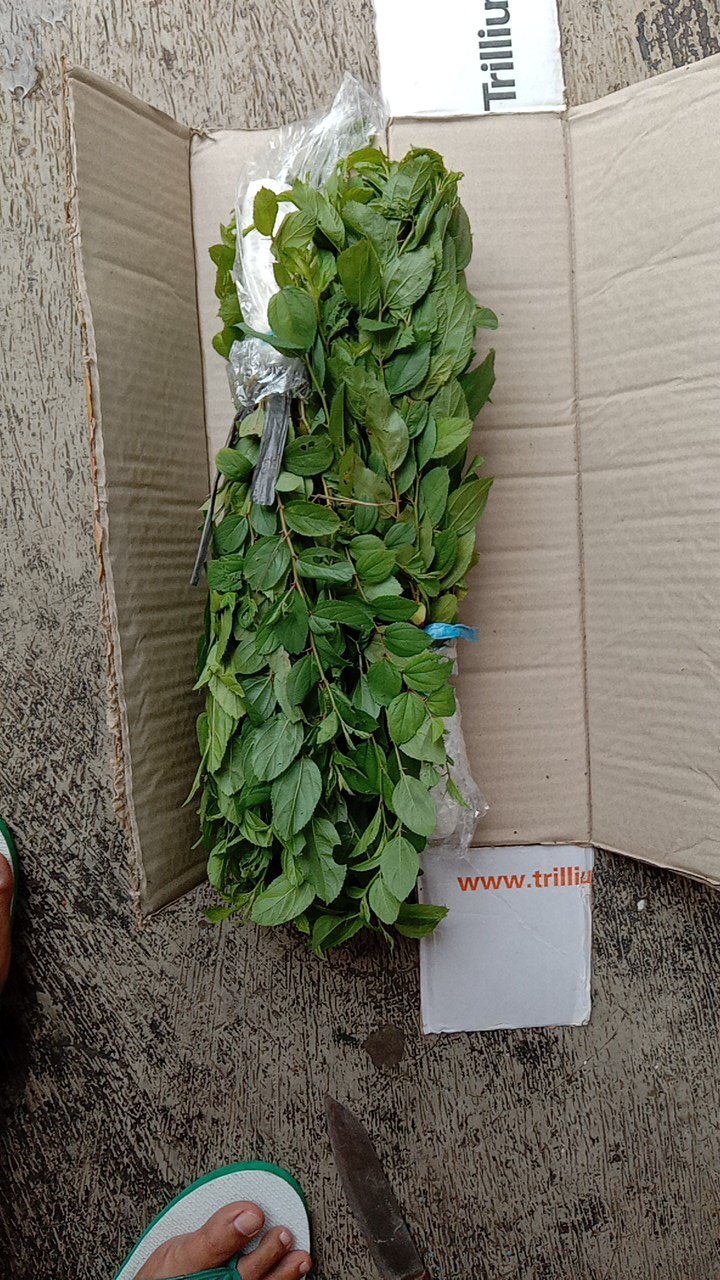 Grosir Bibit Bidara Harga Termurah Minimal Pemesanan 100 Bibit