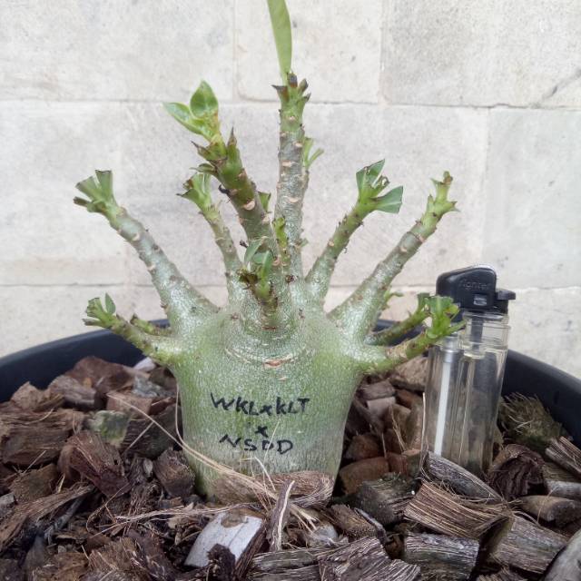 Adenium karakter wkl x klt x nsdd kamboja jepang