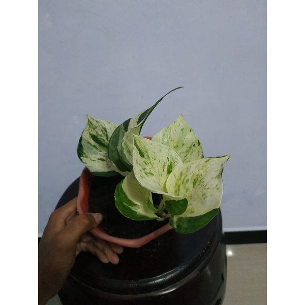 [BISA COD] tanaman hias sirih manjula varigata dewasa / sirih mangkok manjula