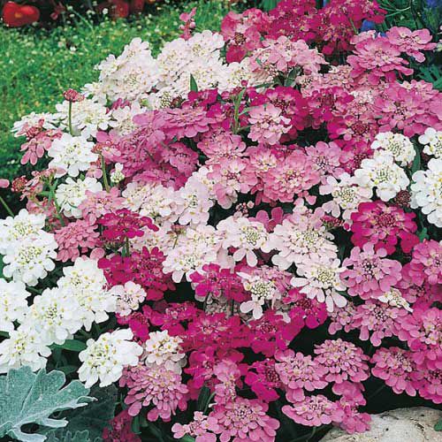 Benih Bibit Biji - Bunga Candytuft Fairy Mix (Iberis umbellata) Flower Seeds - IMPORT