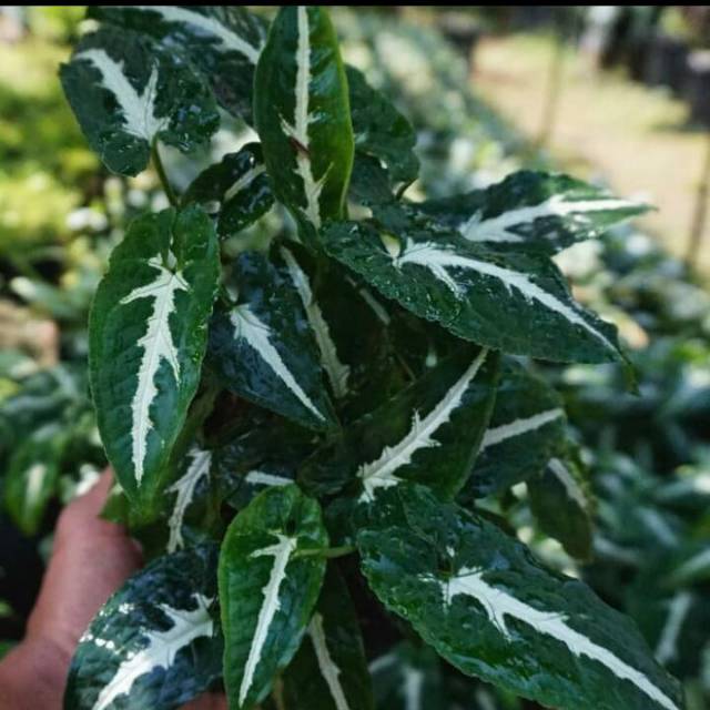 tanaman hias syingonium - singonium wenlandii - syingonium varigata