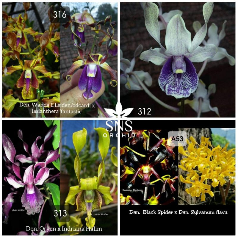 bibit seedling anggrek dendrobium keriting hybrid dendro melintir