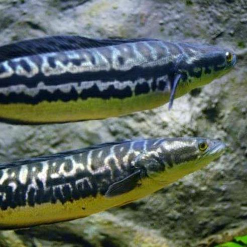 ♥F⚡ASH SALE♥ Ikan hias channa baby toman tomang micropeltes size 19-23 cm termurah terbaik