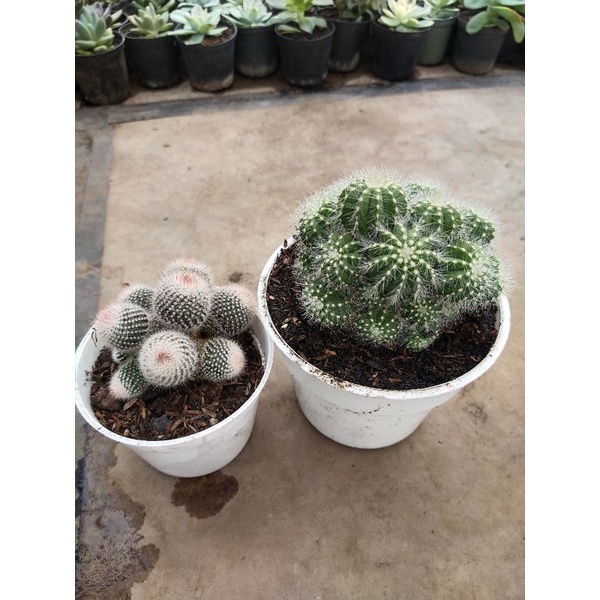 Tanaman kaktus hidup cluster ownroot isi 2