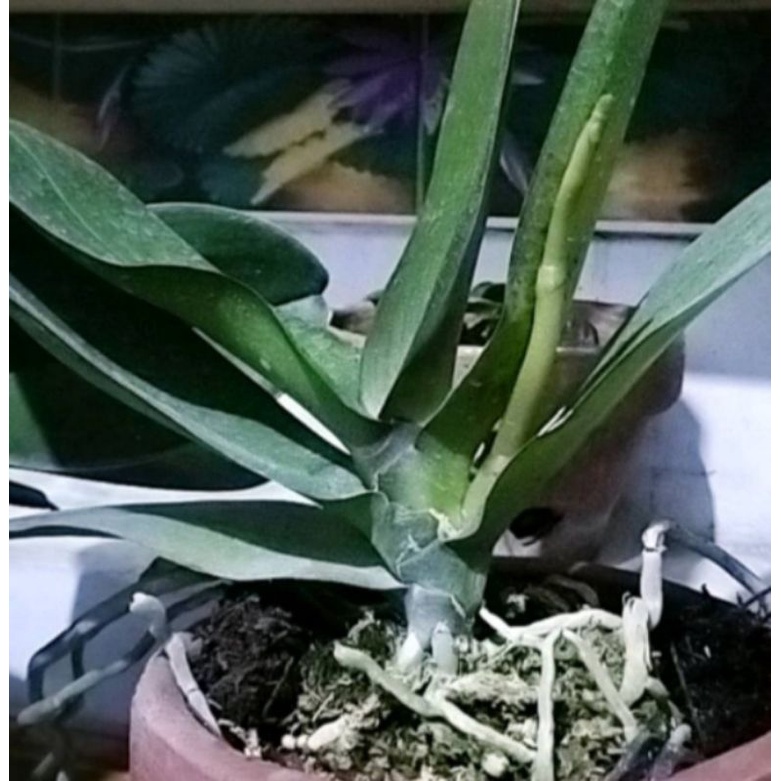 anggrek bulan jumbo spike