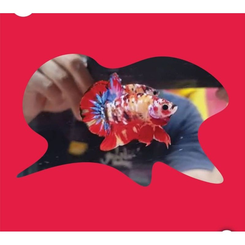 

cupang