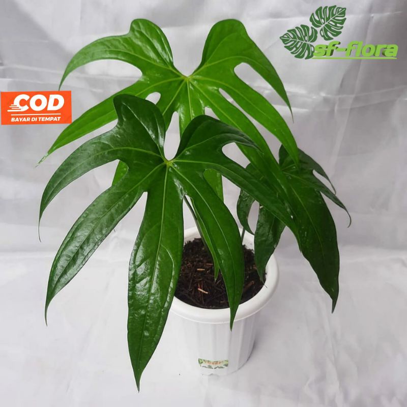 ANTHURIUM PEDATORADIATUM ANTHURIUM JARI