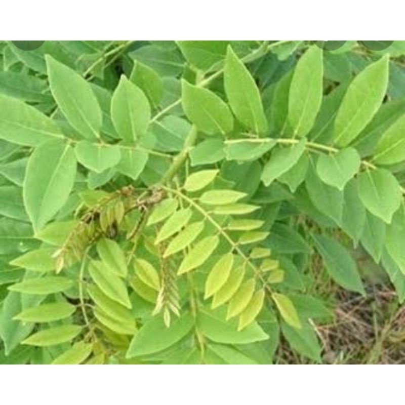 

Daun Gamal Segar 1kg