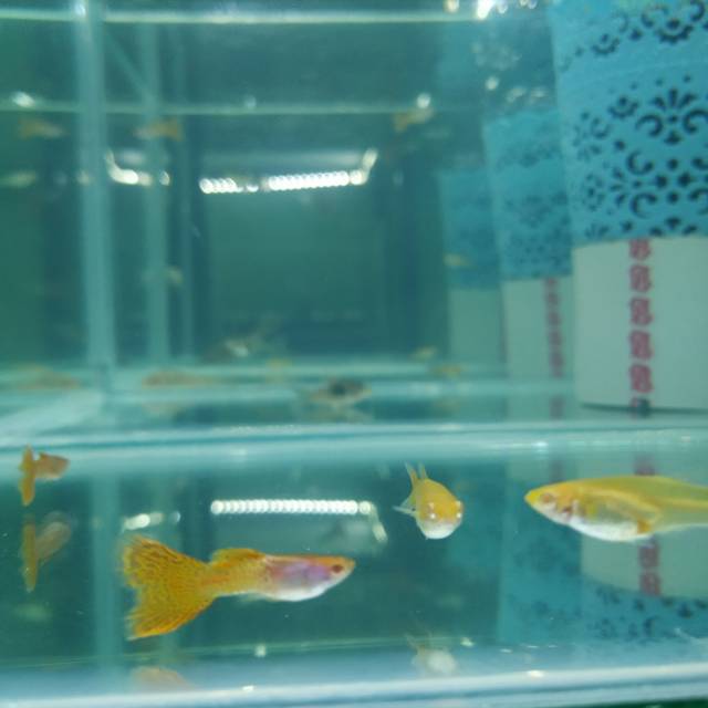 Albino metal snake skin red lace