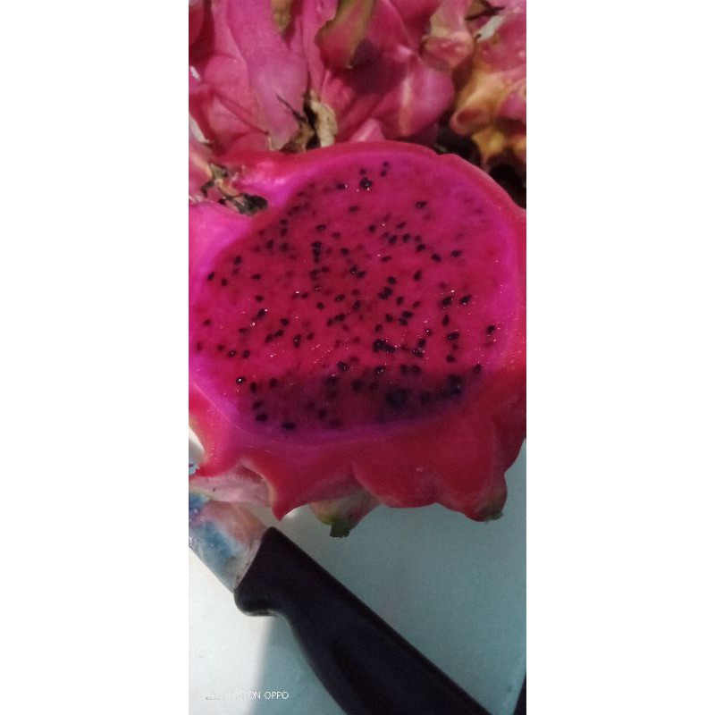 

BUAH NAGA SUPER 1 KG