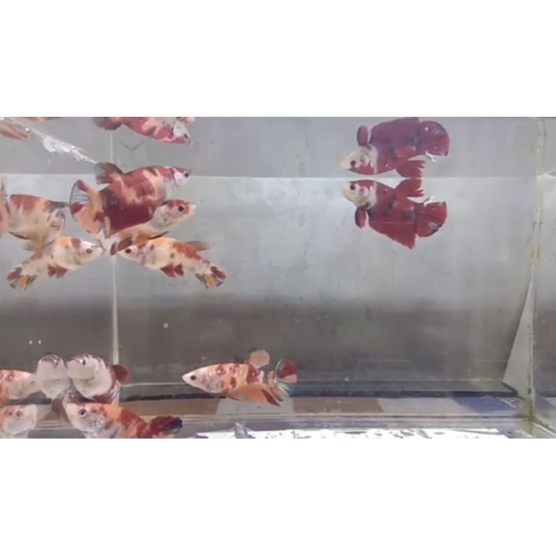 Giant Nemo / Giant Red Koi