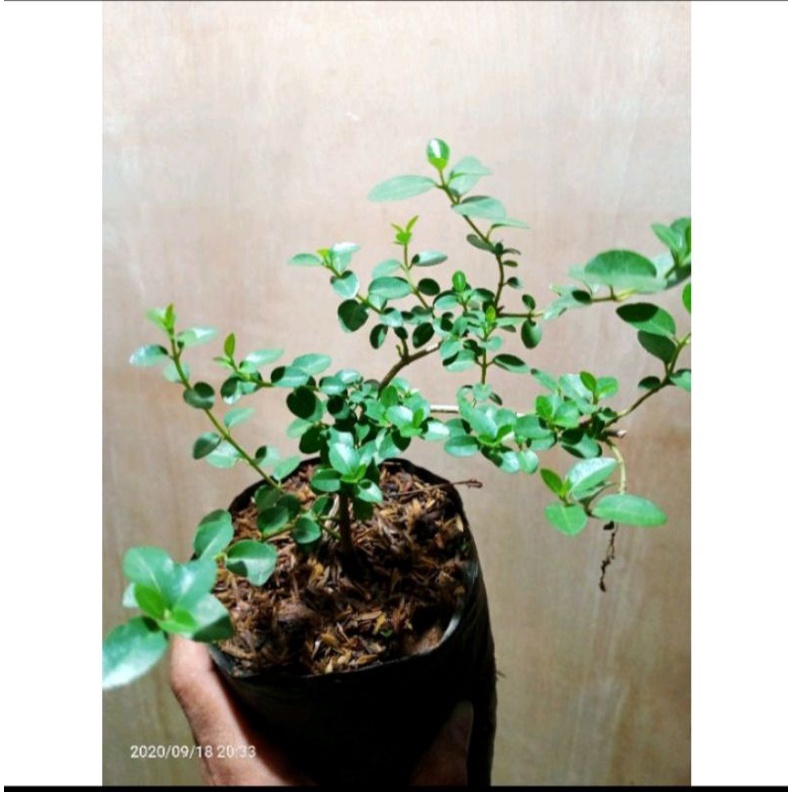 bibit bonsai sancang
