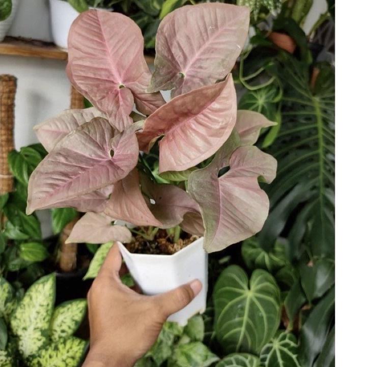 [PRODUK IH8MD] tanaman hias syngonium pink- syngonium pink-tanaman hidup-bunga hidup-tanaman hias hidup-tanaman indoor hidup-bunga hidup tanaman hias-syngonium-tanaman bunga hidup-bunga gantung hidup-tanaman gantung hidup 9RP