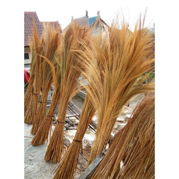 10 batang pampas rayung /dried pampas grasss / dekorasi rustic