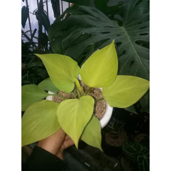 homalomena lindeni lemon glow