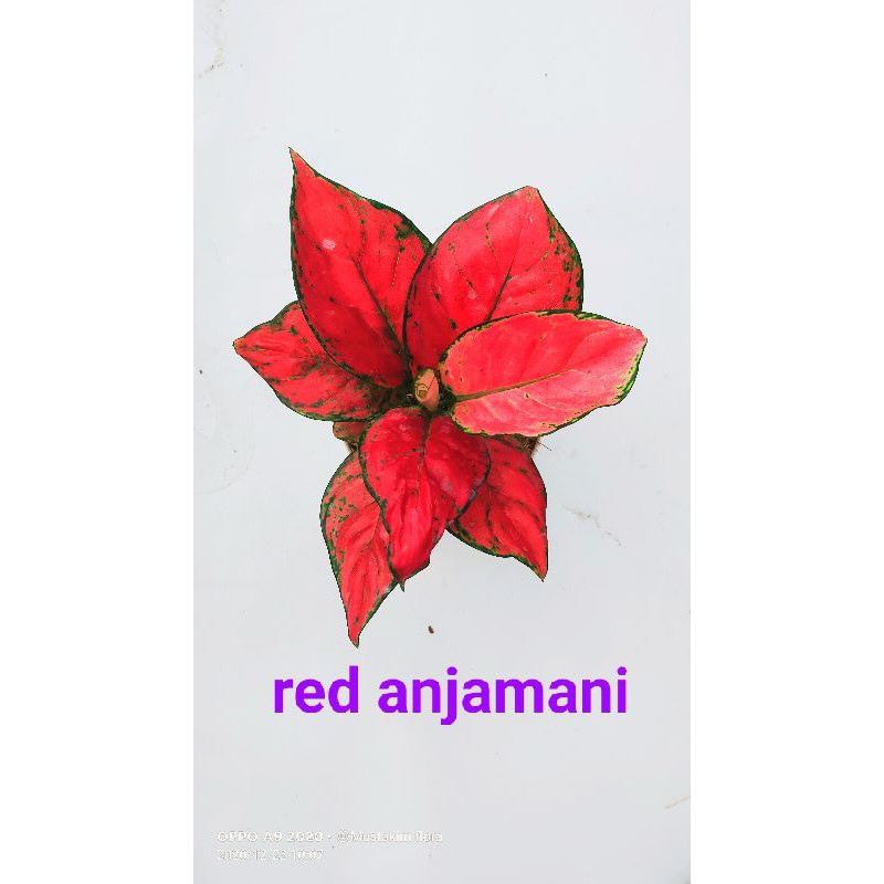 aglaonema red anjamani