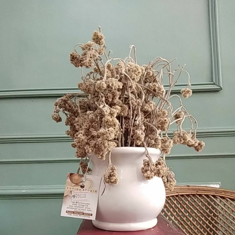 bunga edelweis + pot