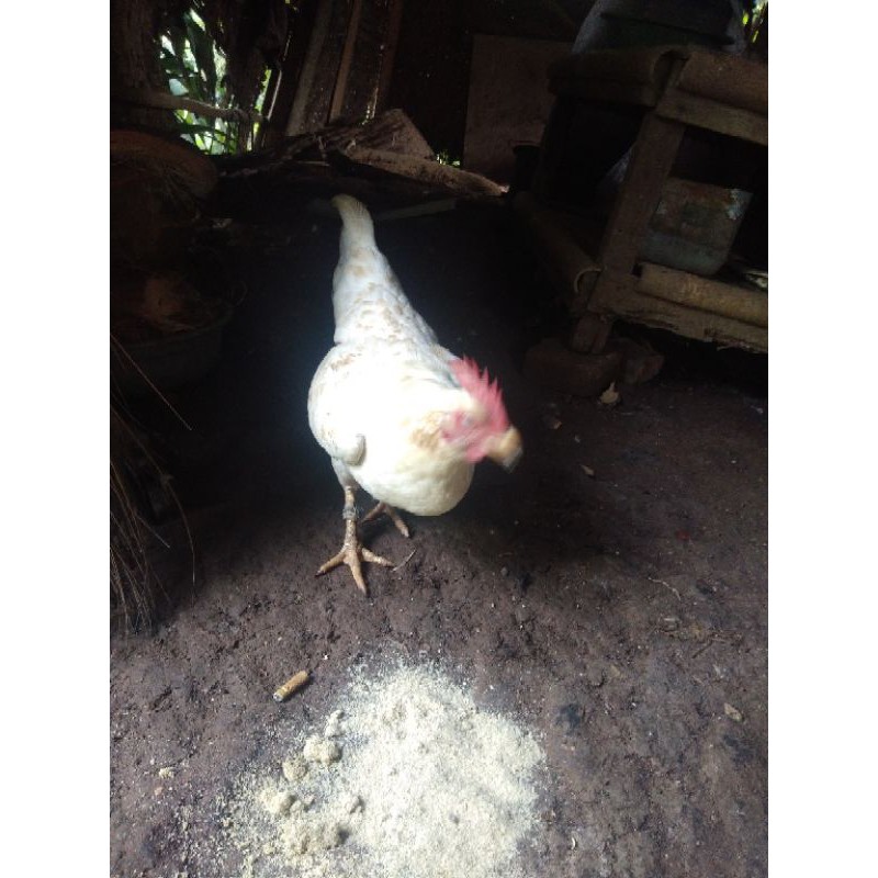 

bibit ayam kampung yang minat bisa chat dulu