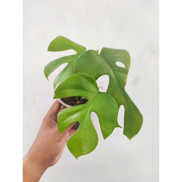 Raphidopora Tetrasperma