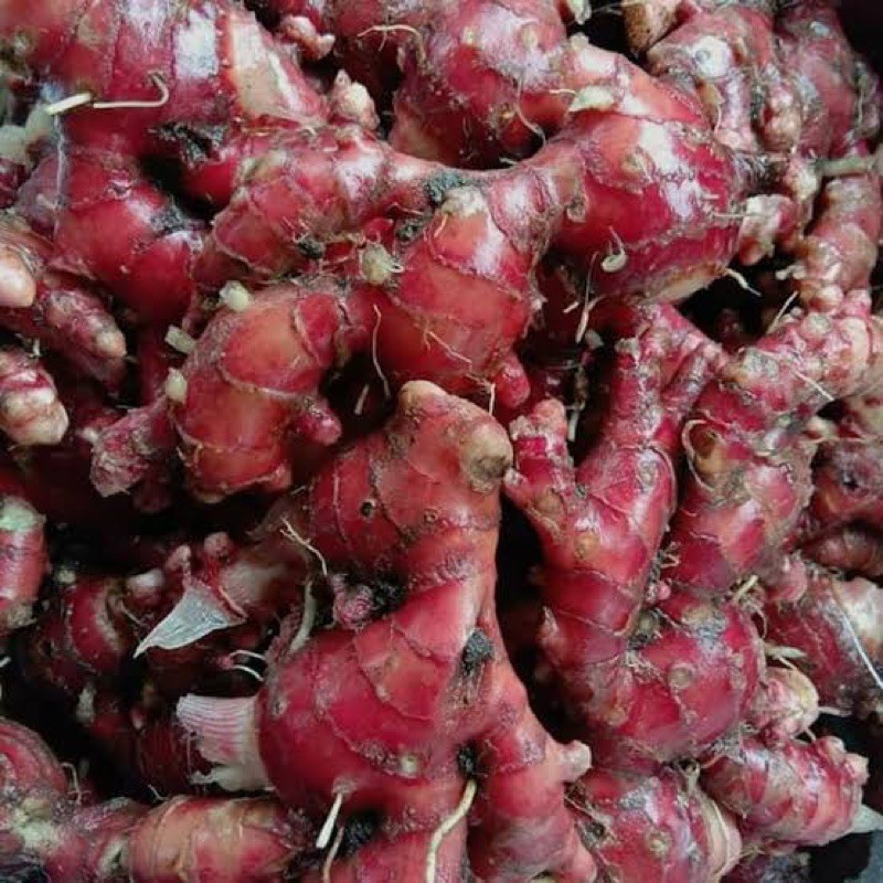 

Termurah (COD) JAHE MERAH DICUCI UKURAN CAMPUR