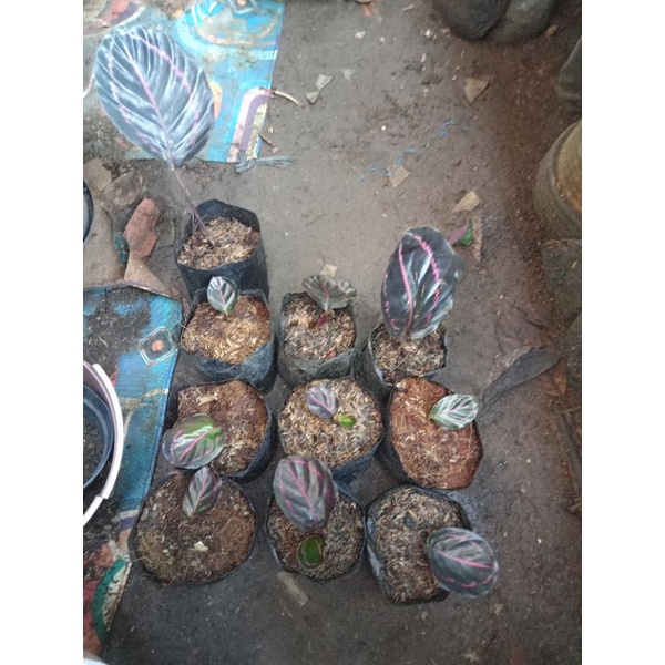 

chalatea black lispstick paket 10