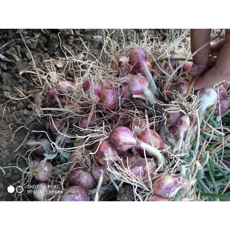 

Bawang merah