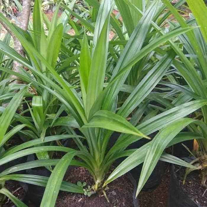 tanaman pandan wang - bibit pandan wangi - Pohon pandan wangi - pandan wangi