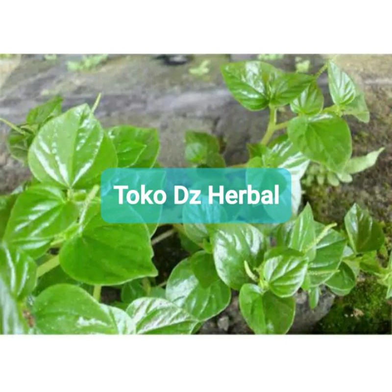 

Daun Ketumpang air sirih cina sirih bumi daun suruhan segar 1 kg-az