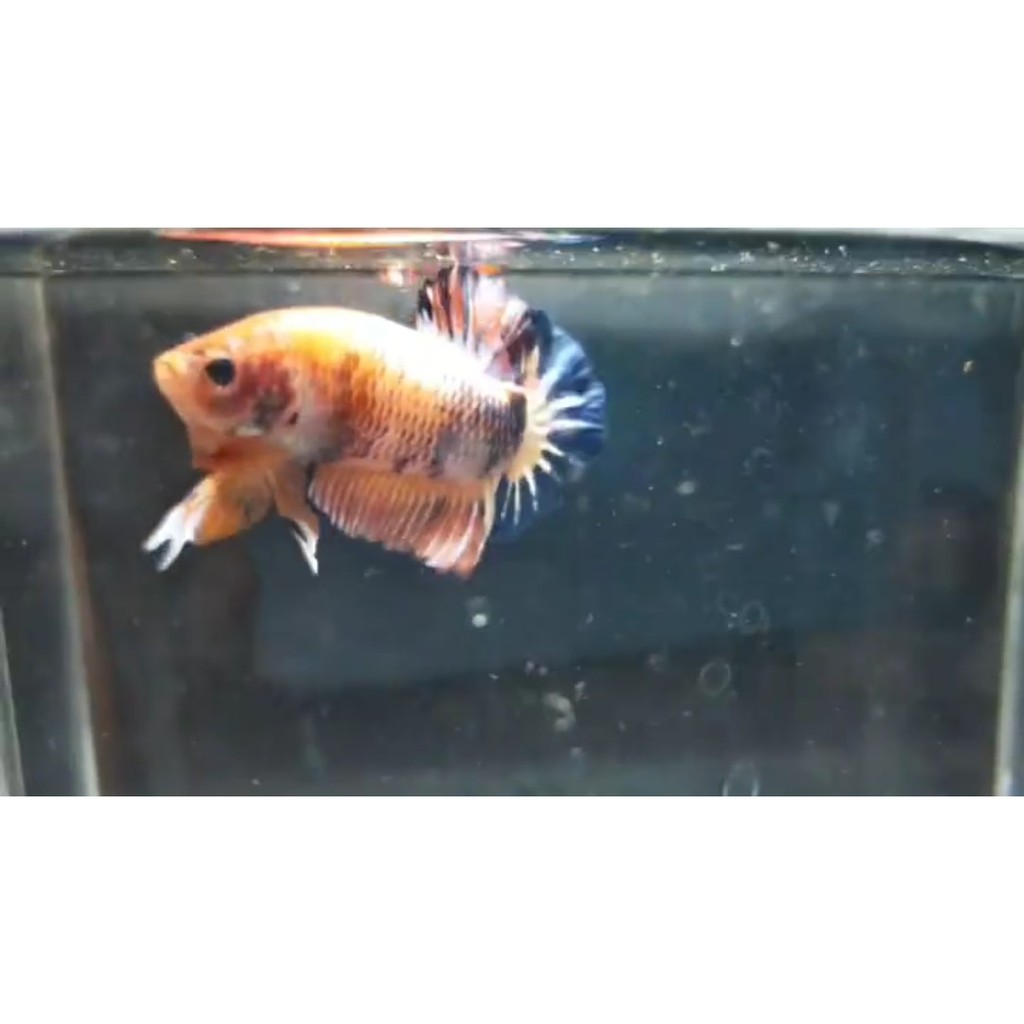 Cupang Plakat Fancy Orange Blue