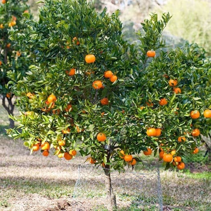 Bibit / Benih / Seeds Buah Jeruk Manis Mandarin[Bibit Berkualitas Unggul]