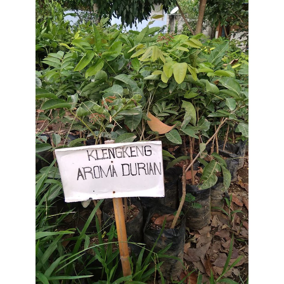 Bibit Kelengkeng aroma durian Bibit Tanaman Buah Kelengkeng Aroma Durian