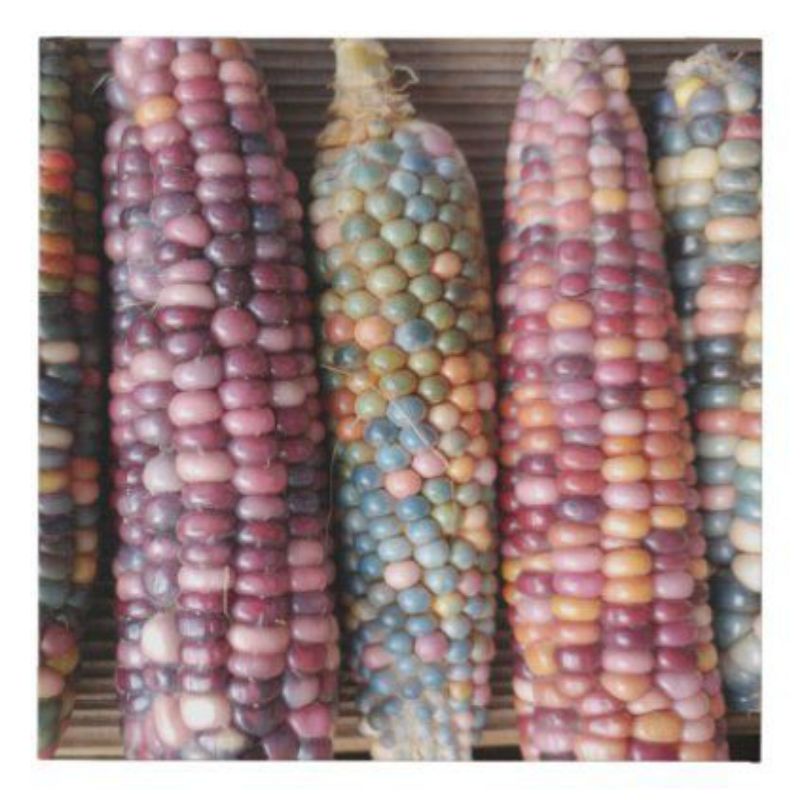 

Jagung pulut ketan pulen bagus utk diet ungu putih hijau kuning random