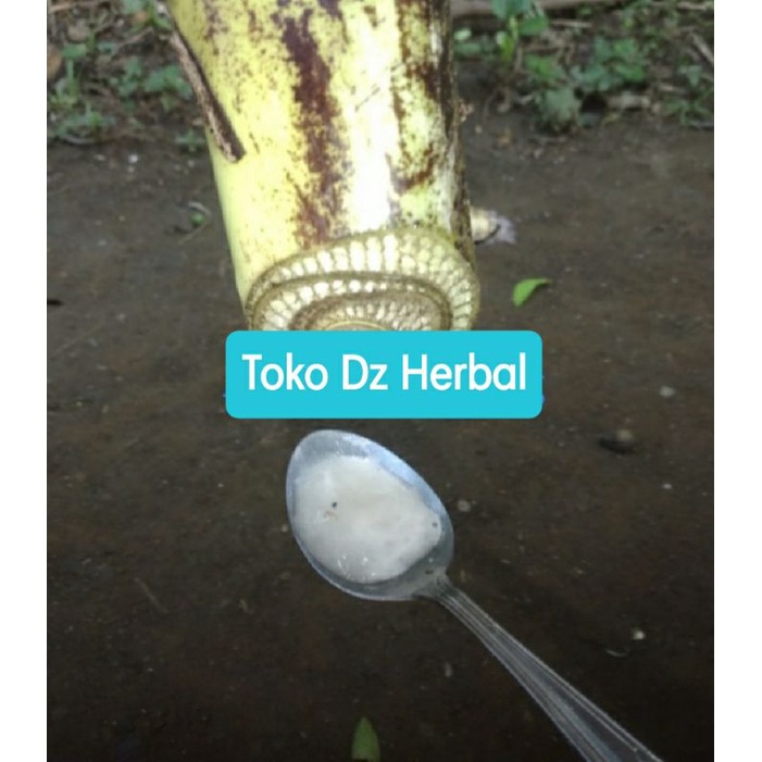 

Getah pohon pisang / getah pisang / getah batang pisang-az