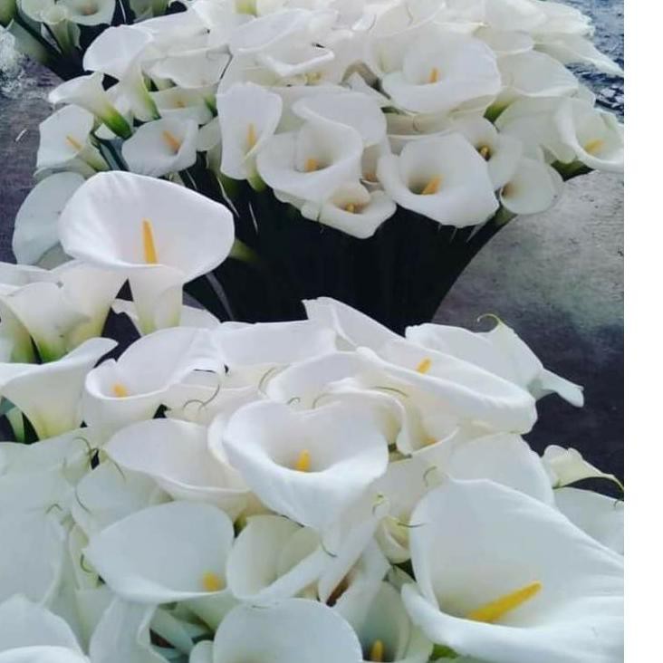 DAPATKAN Umbi Calla Lily