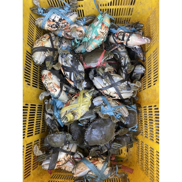 

KEPITING HIDUP SUPER GENDUT SEGAR 1KG isi 6