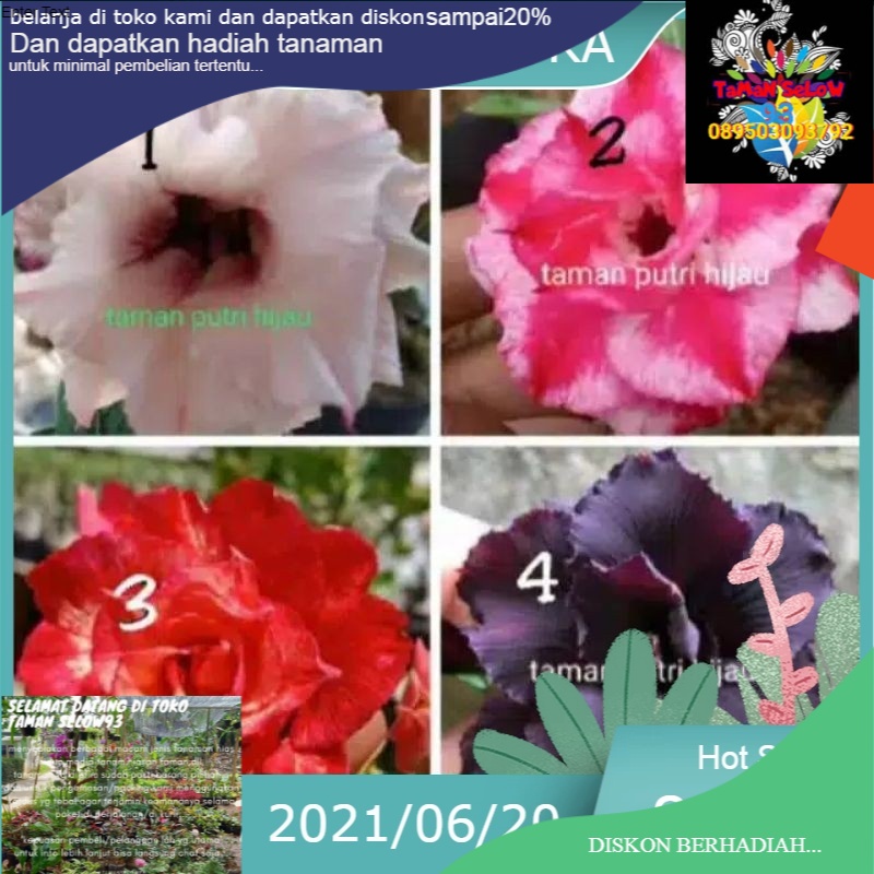 paket 4 adenium bunga tumpuk berariyasi warna