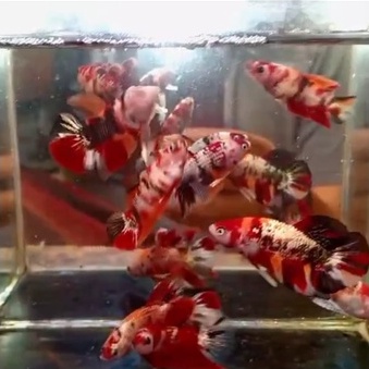 10 EKOR IKAN CUPANG NEMO KOI BASE METALIC/COPPER 100% REALPICT (KODE AZ2)