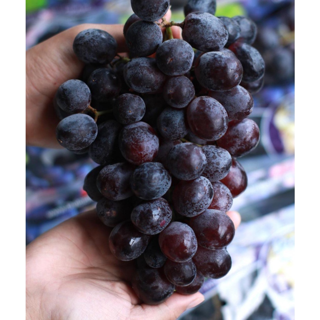 Anggur Midnight Beauty/ Anggur Hitam Manis Tanpa Biji/ Anggur Hitam Seedless